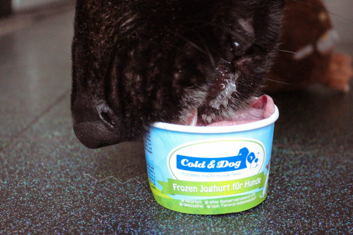 Mmmm doggy ice-cream!