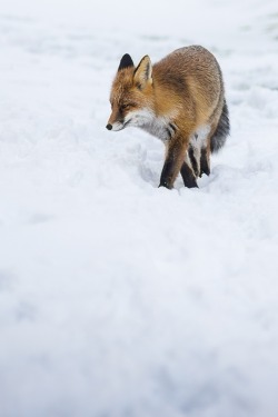 h4ilstorm:  Vita nella neve! (by Francesco Sisti) 