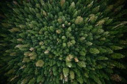 puresunflower: dirtyflowerchild:  jeremykoreski:  Peak Old Growth  this reminds me of tripping near Mount Shasta and watching all the trees fractal into the sky         Nature    