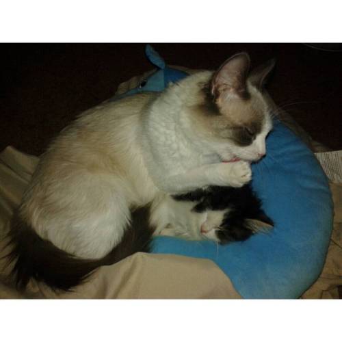 ❀ My Sweetpea had 4 kittens on Friday the 13th. Even had the black kitty. Unfortunately they all cau