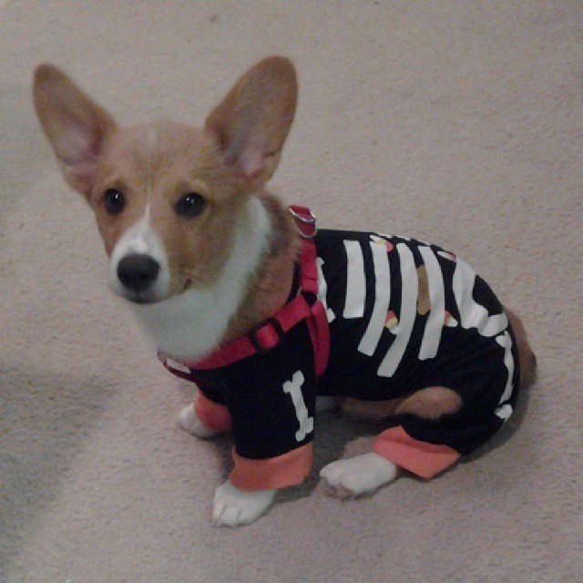 baconthecorgi:   Regram x 2 throwback. My first Halloween. Not shown: my pee pee