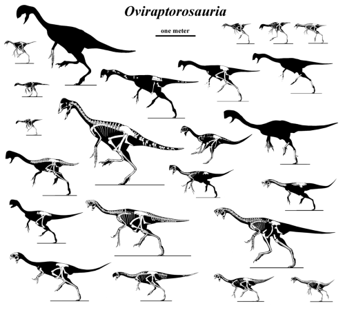 fuckyeahdinoart: A Panoply of Oviraptorosaurs by ~Qilong