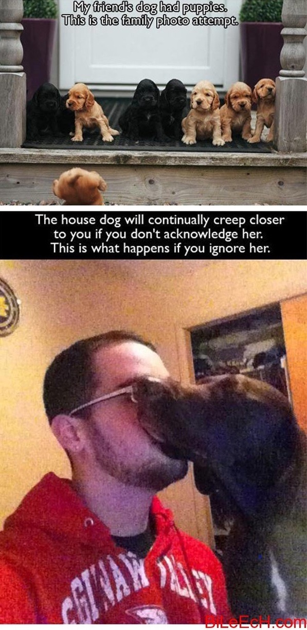 lol-caster:    Dog Owners Will Understand   