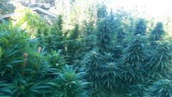 sweetstoner:  All my pants have started flowering