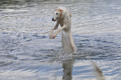 aspidochelon:  heyitspj:  he rises  ok no imma reblog this again because: this dog looks like a necromancer. this dog looks like he raises dead from the ground and brews potions and chants and shit. this dogs a fucking necromancer 