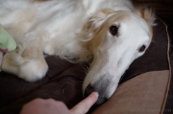 mazzoi: The snoot is petted