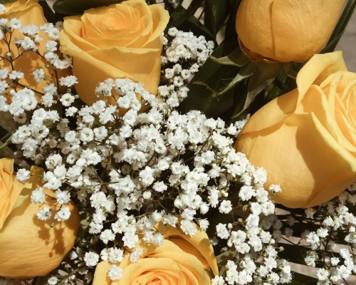 500daysofjuls:“The yellow rose represents friendship, joy and caring. A bouquet of these sun-f
