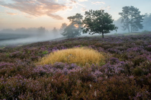 quiet-nymph: © All rights reserved by Holger Losekann on Flickr