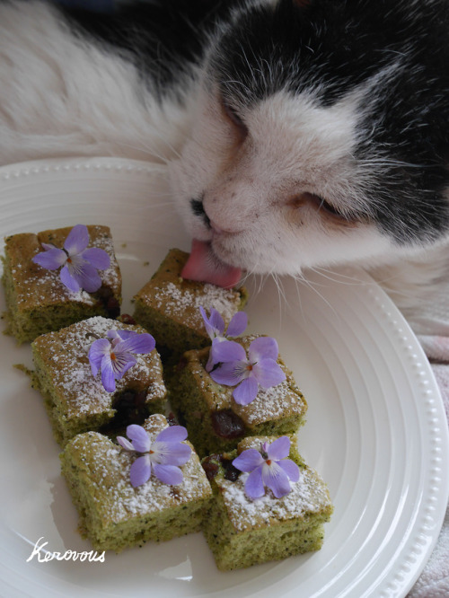 boschintegral: kerovous: Own picture : # 90,  My cat Sumomo and homemade cake,  March 