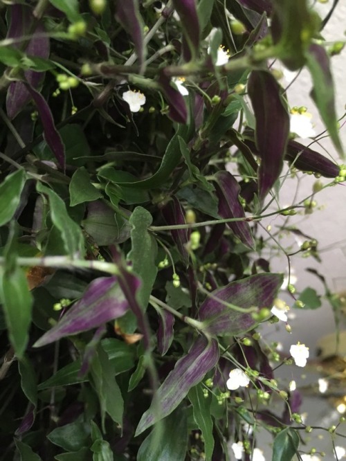 dovewithscales: Hey botany side of Tumblr. I bought this plant the other day and the folks at the nu