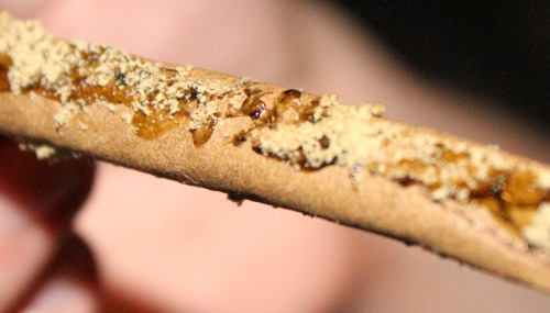 radioactiveheroin:  Birthday Blunt :DD takenbyme 