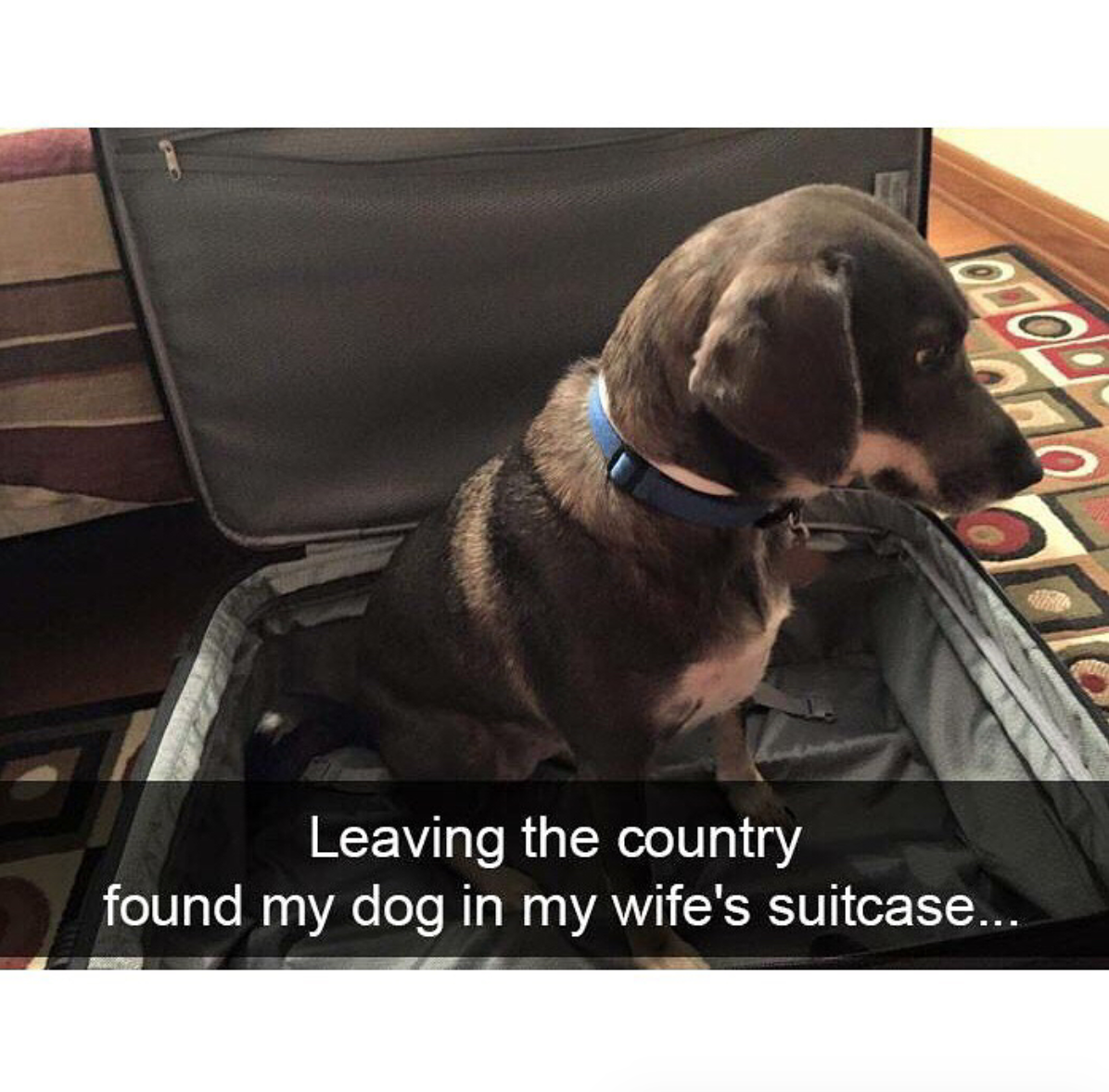babyanimalgifs:  Dog snaps