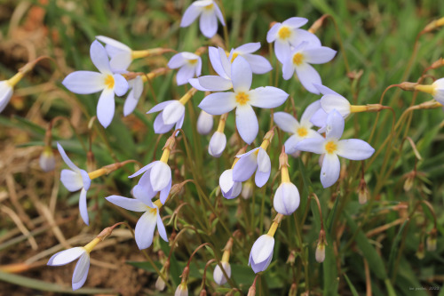 In honor of fishdetective, yet another barrage of tiny flower close-ups - courtesy of the riparian h