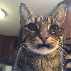 coolcatgroup:  unflatteringcatselfies:His lips got stuck I love hem 