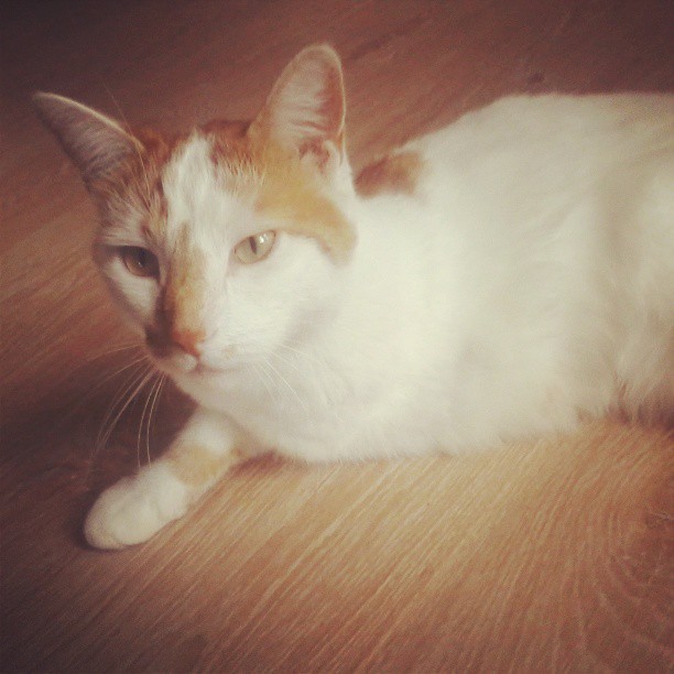 Something is missing. I&rsquo;ve met the purrrfect cat, even though with a paw