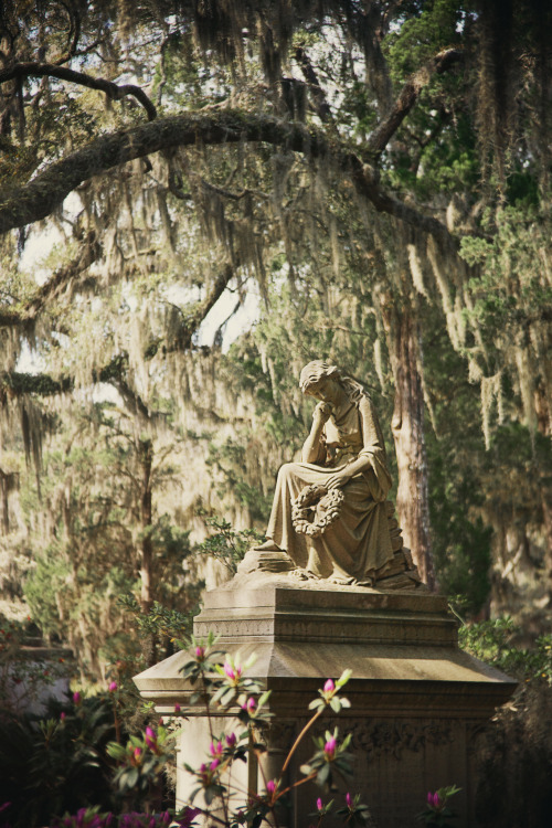 americanguide:  BONAVENTURE CEMETERY - SAVANNAH, GEORGIA  Cloaked somberly in gray moss, the branches of old oaks meet like cathedral arches above the drives and weathered tombstones. Even in spring, when crimson azaleas and white and pink camellias lend