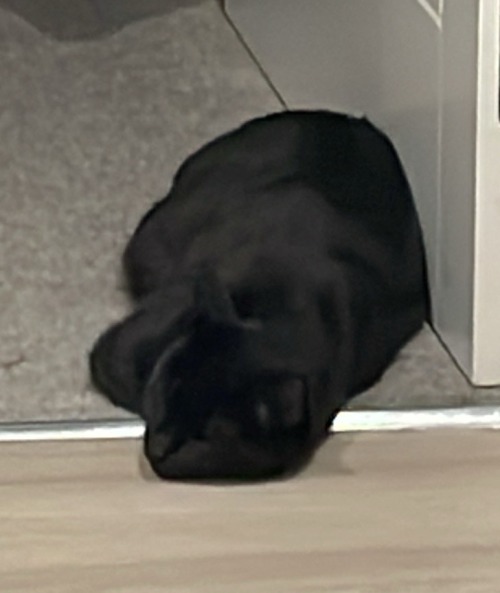Happy National Black Cat Day! Here Are Some Of The Shapes Mine Makes
