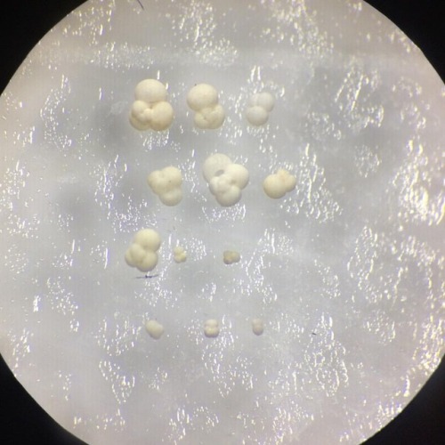 hannahoort:Randomly selected G.trilobus #forams #foraminifera #foram #trilobus #microscope #microfo