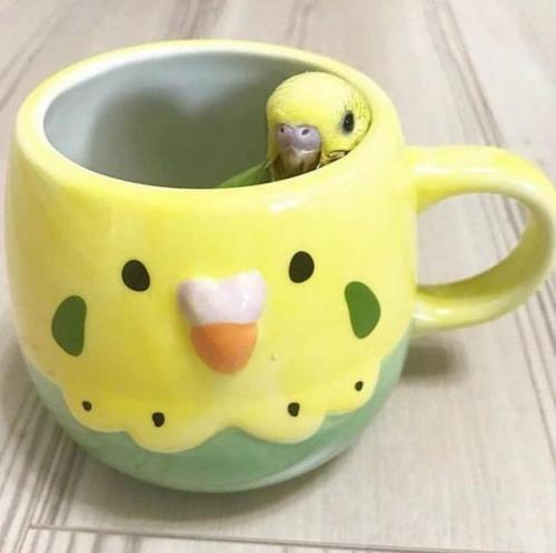 aww-cute-animals:bird in a cup &lt;3