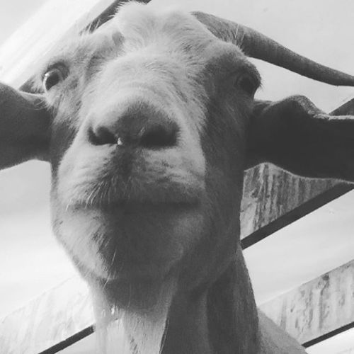 This goat is concerned about you. #animallovers #animal #goat #gonatural #goatsofinstagram www. Gona