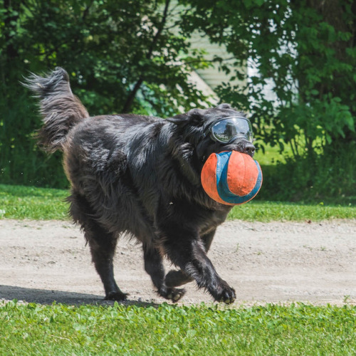 Here are some more photos of my majestic beast enjoying his @rexspecsk9 goggles out in the sun with 