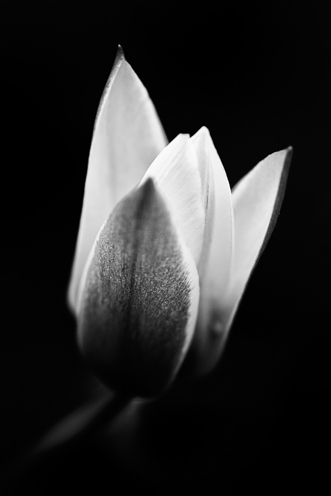 jacktheflipper-blog:Flower 24 | FloraJack the Flipper is back with today’s B/W