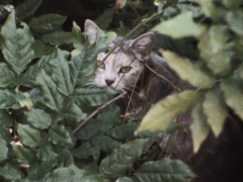 marina-tsvetaeva:Cats featured in Grey Gardens (1975)