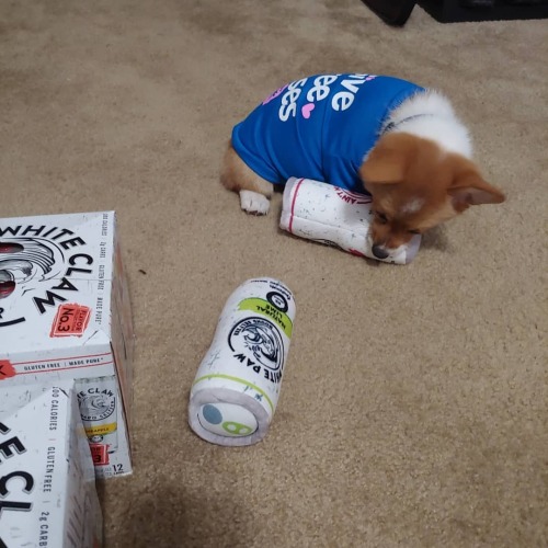 We&rsquo;re cracking open some cold ones today! #corgi #papapequeña #potatothecorgi #whit