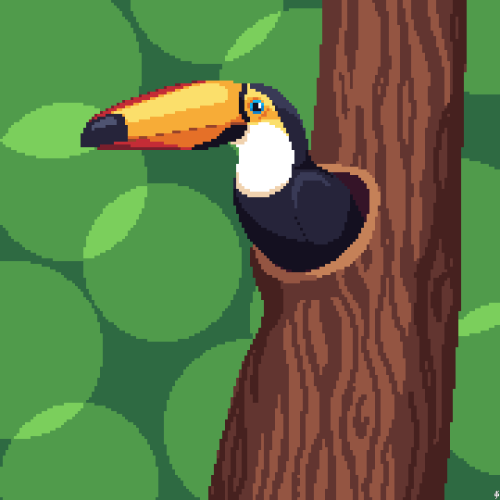 222. Nestbecause toucans beaks are so unwieldy they like to make their nest in natural tree hollows 
