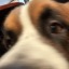 beepythedog