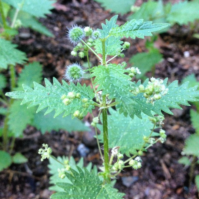 Roman Nettle, aka Urtica pilulifera, which basically means ‘I burn and I have little balls’ if you break down the Latin. It’s a stinging nettle that we got via Cyprus.
It is good medicine and eating when young, like our familiar Stinging Nettles,...