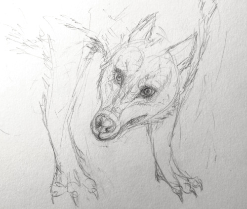 Shapeshifter.Just a messy sketch for now. More details to come later.#wolf #werewolf #shapeshifter #