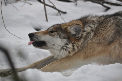 sisterofthewolves:    Mexican gray wolf yawning