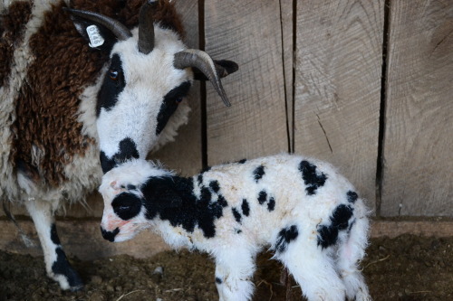 lizaleigh:fireflyfarmpa:First time mama “Catastrophe” and her ewe lamb.…I can understand the name. W