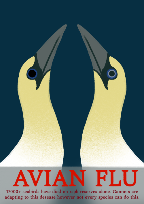 Ive Been Researching The Avian Flu Recently Since My Local Rescue Aviary (raistede My Beloved) Has Had