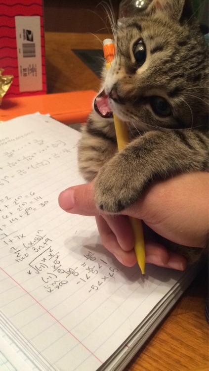 Sex awwww-cute:  Got a new cat pencil for finals pictures