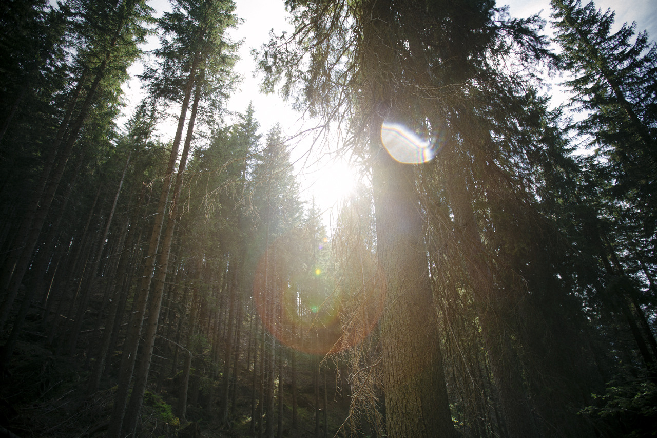 elenamorelli:  { surrounded by nature } 