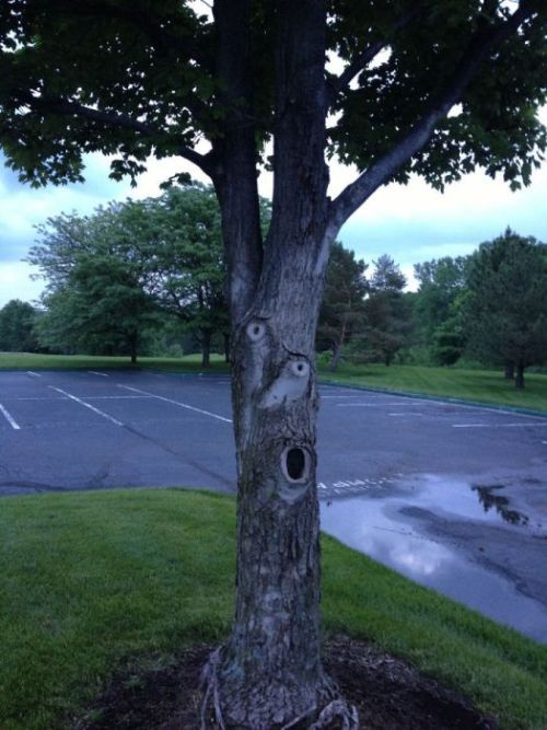 hayley566:  thefabulousweirdtrotters:  Compilation of weird trees   Those aren’t trees. They’re forest creatures disguising themselves as trees. 