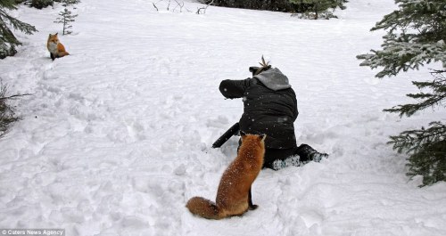 catsbeaversandducks:  The perks of being a wildlife photographer.