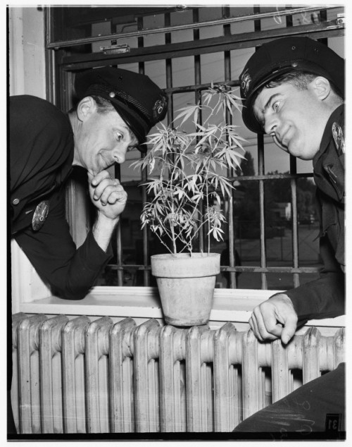 odditiesoflife: 10 Must See Photos from the 1950s Marijuana plant in Van Nuys, California jail. Offi