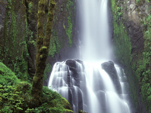 Kentucky Falls, Siuslaw National Forest, Oregon by theonlyone0012000 on Flickr.