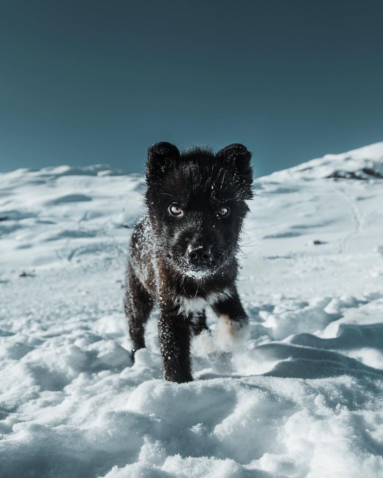 Greenland dog puppy | Benjamin Hardman