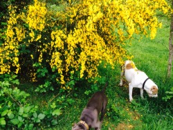 puppies in the garden