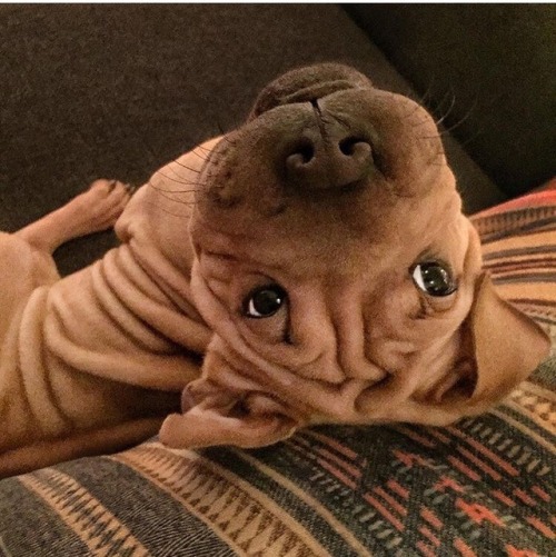 sighduckss:What kind of cute little wrinkly god is this