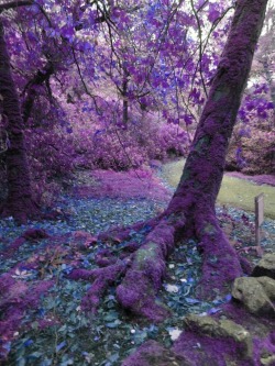 breapea:  Violet woods