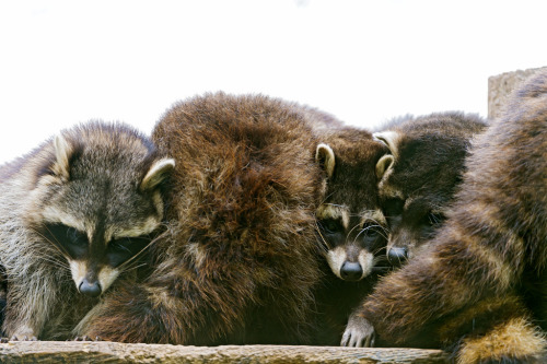 Cuddling raccoons (by Tambako the Jaguar)