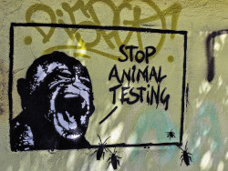 house-of-babylon:  Stop Animal Testing 