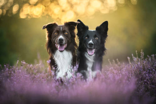 Brothers from another mothers by Iza Łysoń Camera: Nikon D850