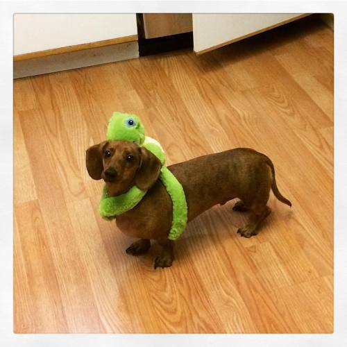Rocky has a new friend #rockyandmini