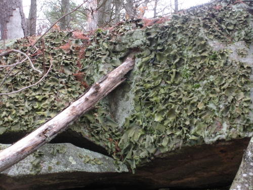 3.13.16 - Some type of lichen on a boulder in Manchester, NH. Taken in 2011.